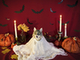 bride of dracula in cat form surrounded by candles and somewhat bewilderingly orange sacks instead of surely much cheaper and easier to find actual pumpkins
