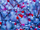 japanese barberry tree covered in ice