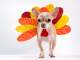 little chihuahua dressing like a turkey for thanksgiving