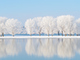 snow covered trees in winter across a lake