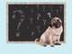 sweet smart pug puppy dog sitting in front of blackboard with chalk question marks