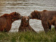 three bears two of them look like theyre whispering to a third bear who looks chuffed to be the center of attention