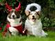 two corgis dressed as angel and devil