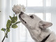 wide eyed dog smelling rose