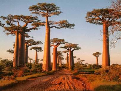 Baobab