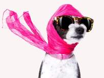 dog-sunglasses-scarf