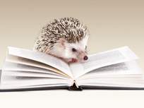 hedgehog reading a book