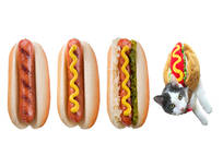 hot dog hot dog hot dog hot dog cat