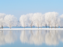 snow covered trees in winter across a lake