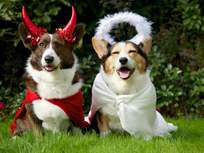 two corgis dressed as angel and devil