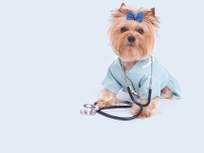 yorkshire terrier dressed up as a doctor