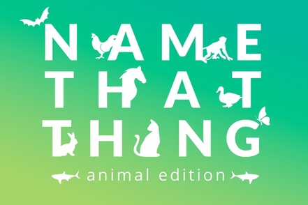 Quiz Animal - NewGames