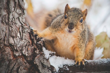 squirrel in winter