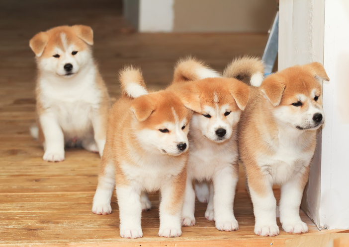 a whole bunch of puppies