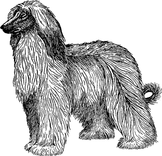 Illustration of afghan hound