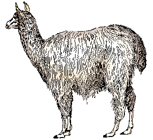Alpaca Definition Meaning Merriam