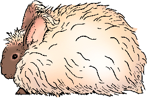 Angora Rabbit Definition Of Angora Rabbit By Merriam Webster