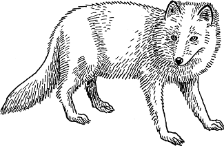 Illustration of arctic fox