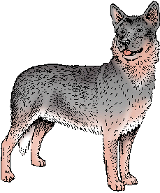 are australian cattle dogs mean