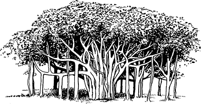 Illustration of banyan