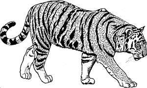 Bengal tiger - Wiktionary, the free dictionary