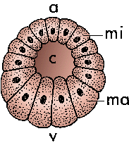 blastula