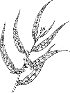 Illustration of blue gum