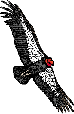 Illustration of california condor