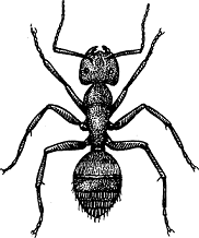 Carpenter ant Definition & Meaning - Merriam-Webster