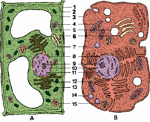 Cell Definition Of Cell By Merriam Webster