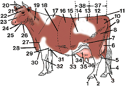 Flank - Definition, Meaning & Synonyms