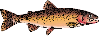 Cutthroat trout Definition & Meaning - Merriam-Webster