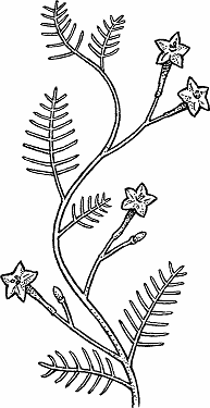 cypress flower drawing