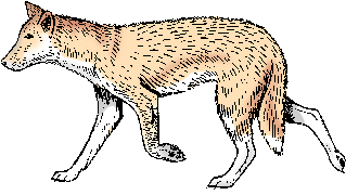 Dingo Definition & Meaning - Merriam-Webster