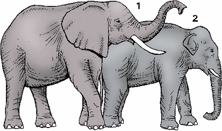 ELEPHANT Definition & Meaning - Merriam-Webster