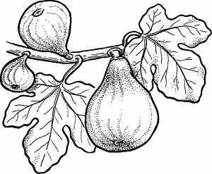 Fig Definition Meaning - Merriam-Webster