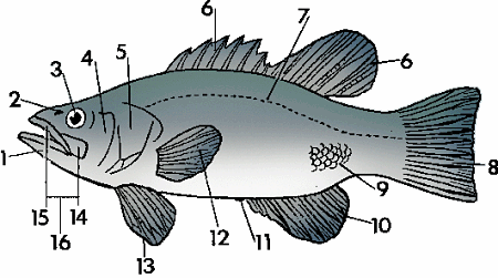 examples of fish vertebrates