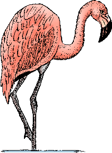 Flamingo Definition & Meaning - Merriam-Webster