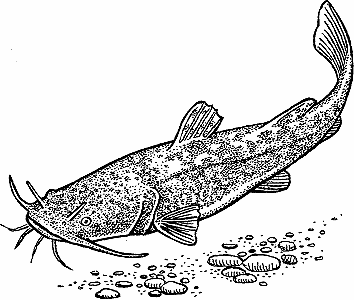 https://merriam-webster.com/assets/mw/static/art/dict/flathead.gif