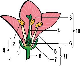 Trumpet creeper Definition & Meaning - Merriam-Webster