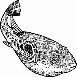 Fish Definition & Meaning - Merriam-Webster