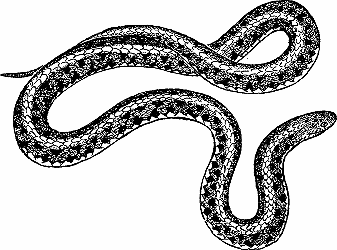 Garter snake Definition & Meaning - Merriam-Webster