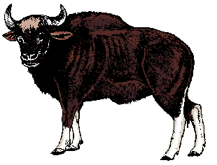 Gaur Definition Of Gaur By Merriam Webster