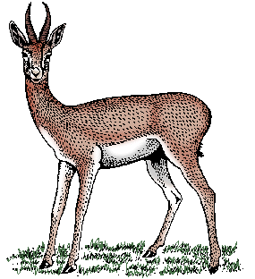 Gazelle Definition & Meaning - Merriam-Webster