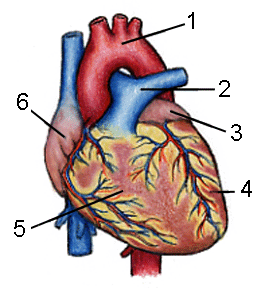 heart - Wiktionary, the free dictionary