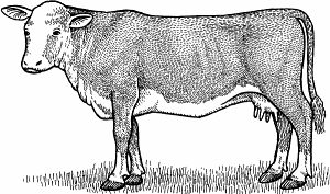 Cow Definition & Meaning - Merriam-Webster