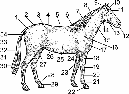 Illustration of horse