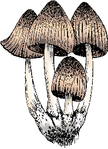 Inky cap 2024