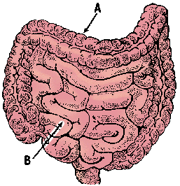 small intestine definition