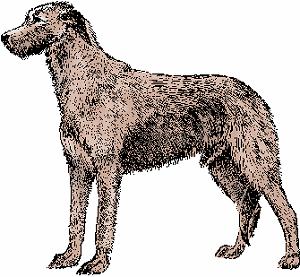 Irish wolfhound Definition & Meaning - Merriam-Webster